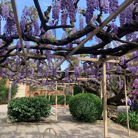 La Glycine, Dans Un Ecrin De Verdure Pres De La Elne