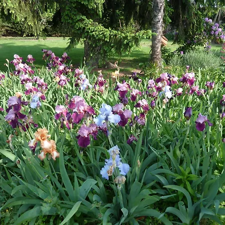 La Glycine, Dans Un Ecrin De Verdure Pres De La *